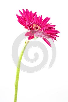 Single gerbera flower pink isolated