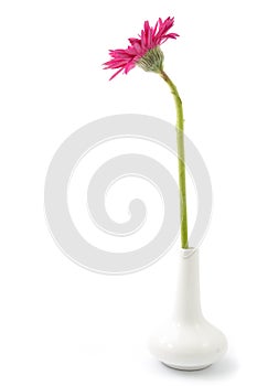 Single gerbera flower pink on vase isolated on white background