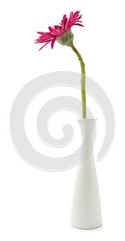 single gerbera flower pink on vase isolated on white background