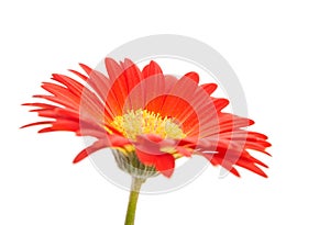 Single gerbera flower on white background