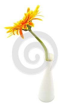 Single gerbera flower yellow on vase isolated