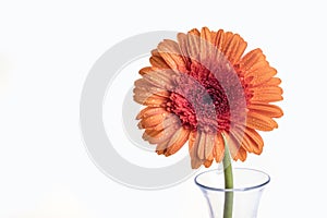 Single Gerbera orange daisy flower in a vase