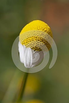 A single German chamomile flower beginning to bloom.