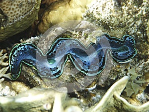 Single giant on the coral reef in the red sea