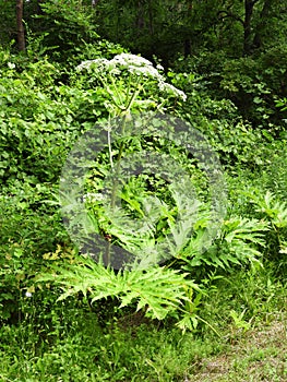 Single Giant Hogweed plant along the roadside