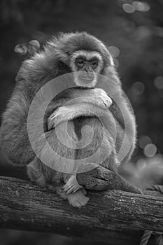 Single gibbon monkey at the zoo in black and white sitting on a trunk with arms crossed