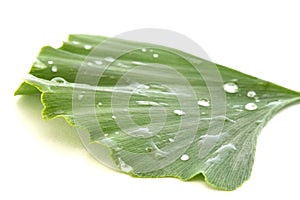 Single ginkgo biloba leaves on white background