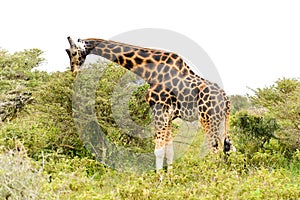 A single giraffe