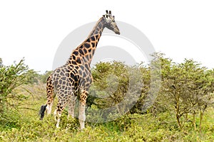 A single giraffe