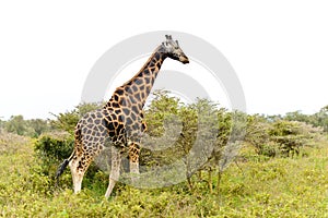 A single giraffe