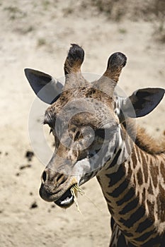 Single Giraffe Headshot Chewing Food With Mouth Open