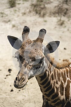 Single Giraffe Headshot With Food Sticking Out of His Mouth