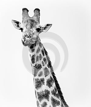 Single Giraffe looking at camera while chewing