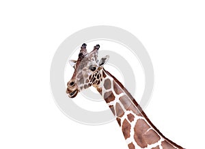 Single giraffe looking at camera isolated on white background , clipping path