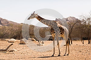 Single giraffe on the savanna in a national park