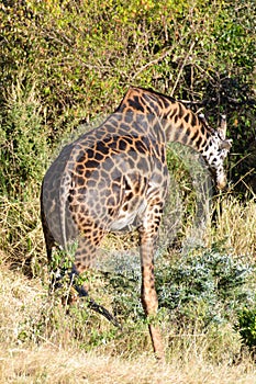 A single giraffe