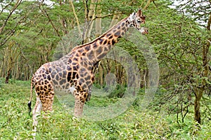 A single giraffe