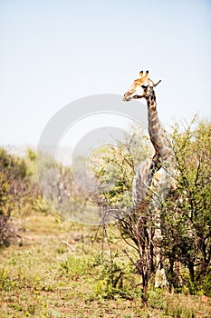 Single giraffe standing between shrubs