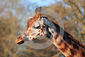 Single giraffe with trees in a blurry background