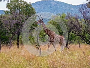 Single Giraffe among Trees and Dry Grass in the Bushveld in South Africa