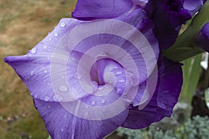 A single gladiola flower on a rainy day