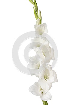 Single gladiolus flower on white