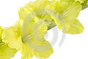 Single gladiolus flower on white