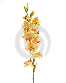 Single Gladiolus