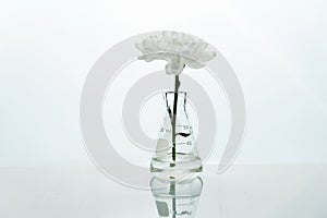 Single glass flask with white flower in  water in genetic biotechnology science laboratory white background
