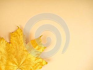 Single gold leaf, painted sheet in yellow metal, space for text, for site layout