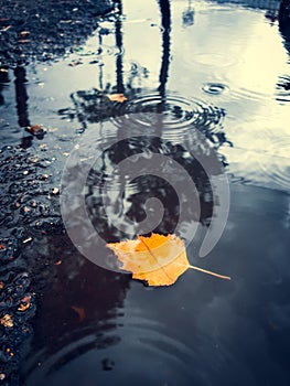 Single golden leaf in autumn puddle. Conceptual image. Emotions of sadness and melancholy. Autumn depression