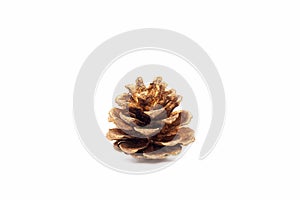 Single golden pine cone isolated