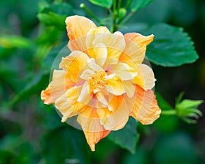 Single Golden Sunlit Hibiscus Flower