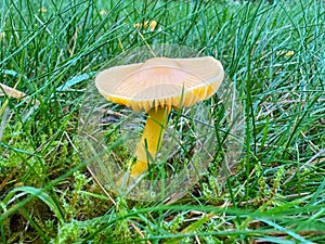 Single Golden Waxcap (Hygrocybe chlorophana) mushroom