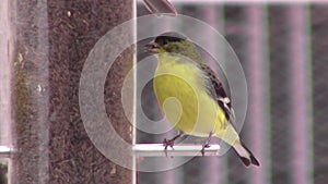 Single goldfinch at feeder