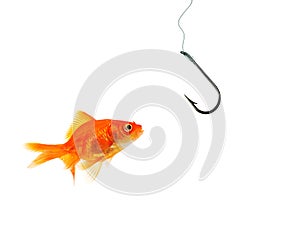 Single goldfish facing empty hook