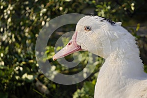 A single goose head close-up on a background of green leaves, a portrait of a white bird with a long neck