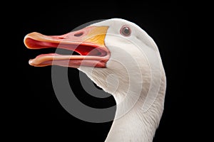 single goose with neck stretched mid-honk