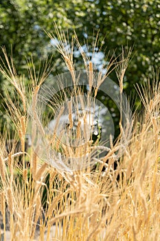 Single Grain or Tritinum Monococcum plant in Zurich in Switzerland