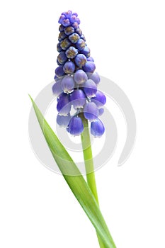 Single Grape Hyacinth