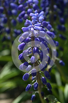 Single Grape Hyacinth in the garden