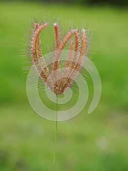 Single Grass Flower on Green Lawn