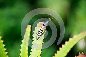 Single grasshopper on leaf, south africa