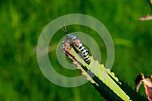 Single grasshopper on leaf, south africa