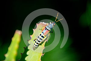 Single grasshopper on leaf, south africa