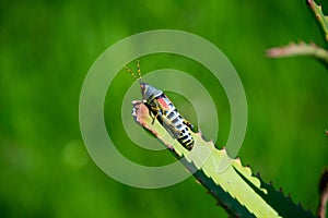 Single grasshopper on leaf, south africa