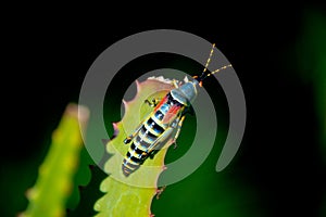 Single grasshopper on leaf, south africa