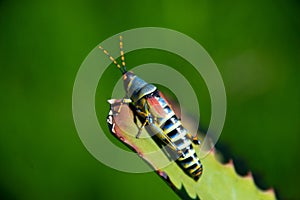 Single grasshopper on leaf, south africa