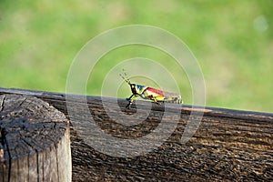 Single grasshopper on wood