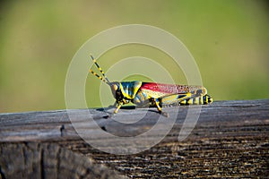 Single grasshopper on wood